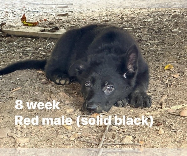 Medium Photo #1  Breeder Profile in MALVERN, AR, USA