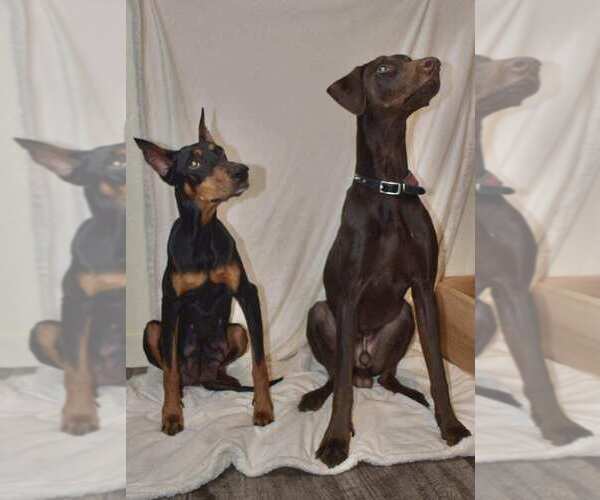 Medium Photo #1  Breeder Profile in GREELEY, CO, USA