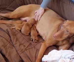 Vizsla Dog Breeder near PINCKNEY, MI, USA