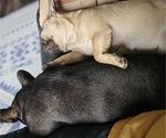 Small #17 Breeder Profile image