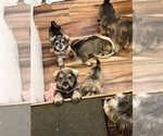 Small breeder photo