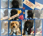 Small breeder photo
