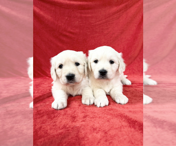 Medium Photo #1  Breeder Profile in PHILLIPSBURG, NJ, USA