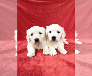 English Cream Golden Retriever Dog Breeder near PHILLIPSBURG, NJ, USA