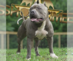 Small Photo #14  Breeder Profile in CLEARWATER, FL, USA