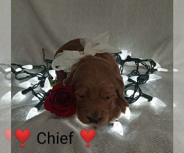 Medium Photo #1  Breeder Profile in WOOSTER, OH, USA