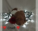 Small breeder photo