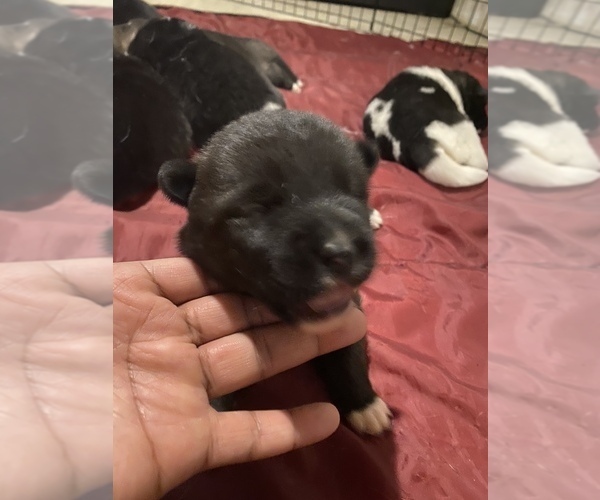 View Breeder Profile Akita Dog Breeder near Michigan, DETROIT, USA