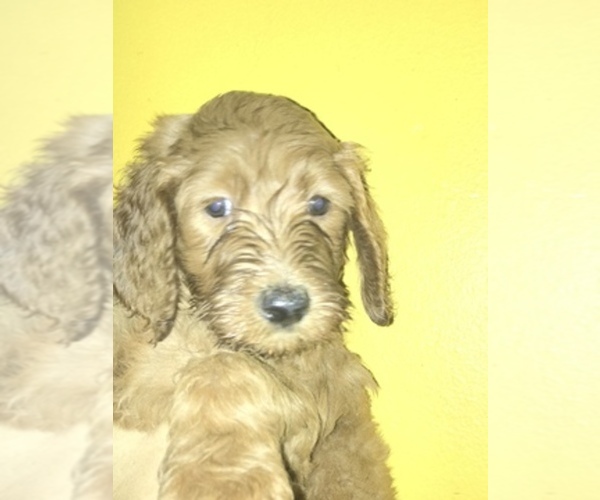 Medium Photo #4  Breeder Profile in BALDWIN HILLS, CA, USA