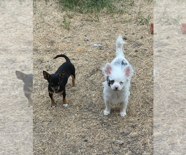 Medium Photo #84  Breeder Profile in TWINING, MI, USA