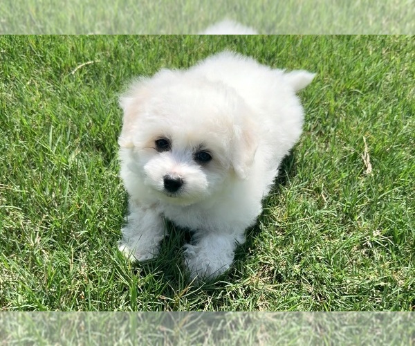 Medium Photo #12  Breeder Profile in PELZER, SC, USA