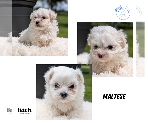 Medium Photo #18  Breeder Profile in GOSHEN, IN, USA