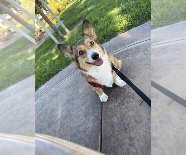 Medium Photo #4  Breeder Profile in OAKLEY, CA, USA