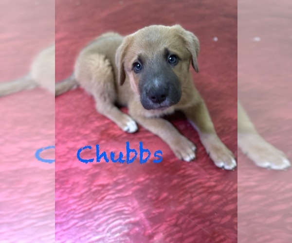Medium Photo #7  Breeder Profile in HUNTINGTON, IN, USA