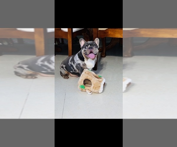 Medium Photo #1  Breeder Profile in HIALEAH GARDENS, FL, USA