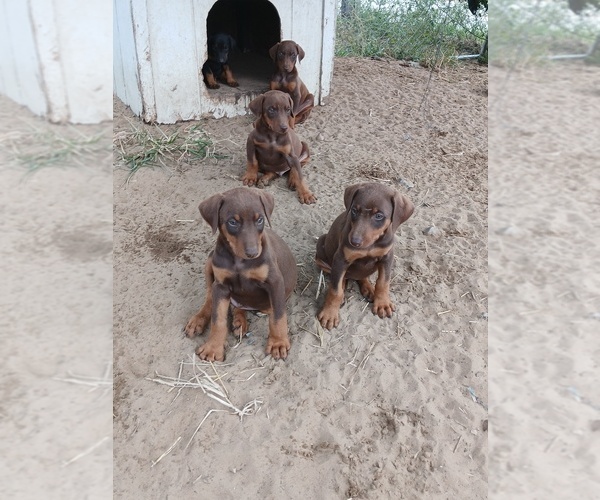 Medium Photo #1  Breeder Profile in KANKAKEE, IL, USA
