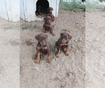 Small breeder photo