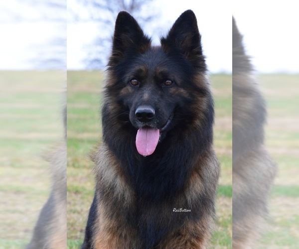 Medium Photo #2  Breeder Profile in MORRILTON, AR, USA