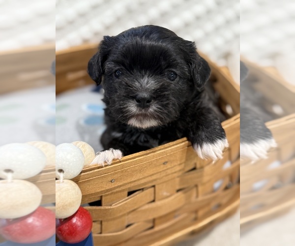 Medium Photo #3  Breeder Profile in HTFD, CT, USA