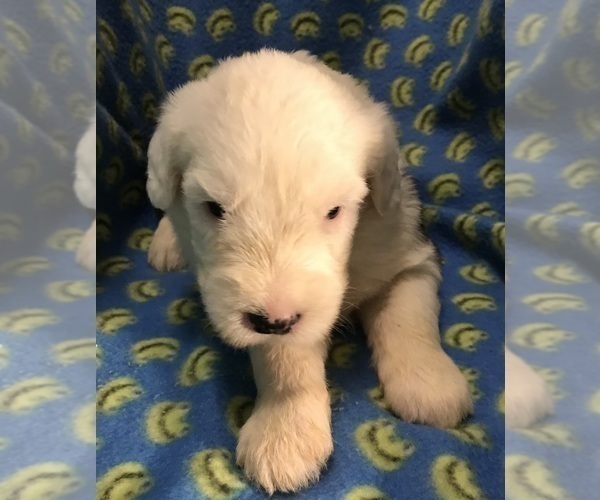 Medium Photo #5  Breeder Profile in WAKE FOREST, NC, USA