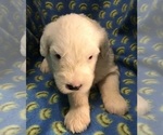 Small #4 Breeder Profile image