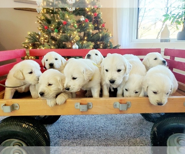 Medium Photo #1  Breeder Profile in DUNDEE, OH, USA