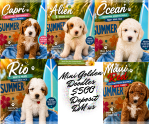 Goldador Doodle Dog Breeder near SAN ANTONIO, TX, USA