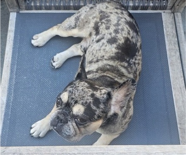 Medium Photo #49  Breeder Profile in CHINO HILLS, CA, USA