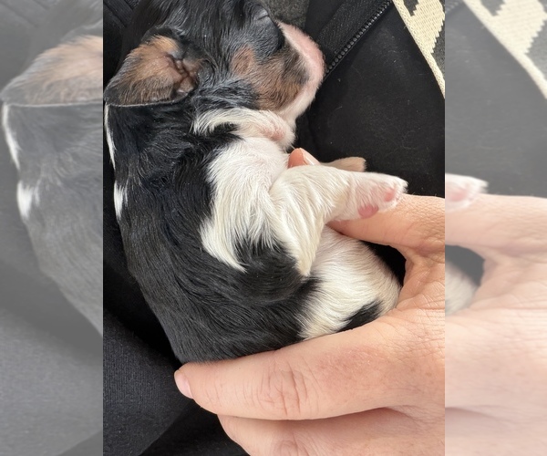 Medium Photo #17  Breeder Profile in WAXAHACHIE, TX, USA