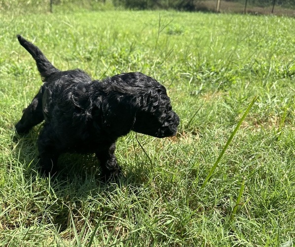 Medium Photo #7  Breeder Profile in EDMOND, OK, USA