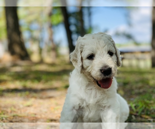 Medium Photo #1  Breeder Profile in SHALLOTTE, NC, USA