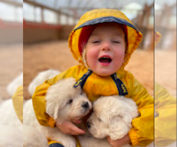 Medium Photo #8  Breeder Profile in JUNCTION CITY, OR, USA