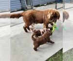 Small #5 Breeder Profile image