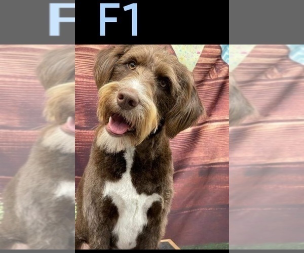 Medium Photo #57  Breeder Profile in MILLVILLE, MN, USA