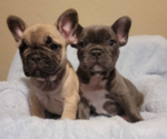 Small breeder photo