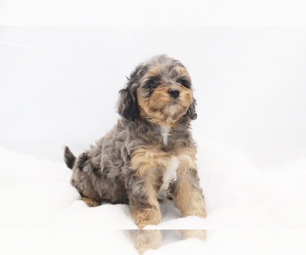 Medium Photo #2  Breeder Profile in DYERSBURG, TN, USA
