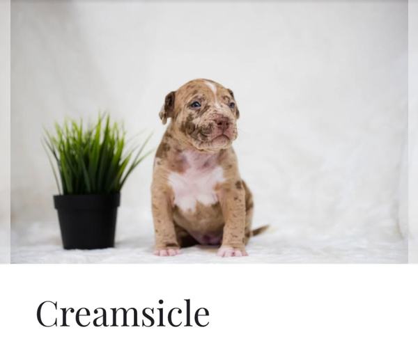 Medium Photo #5  Breeder Profile in COON RAPIDS, MN, USA