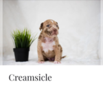 Small Photo #5  Breeder Profile in COON RAPIDS, MN, USA