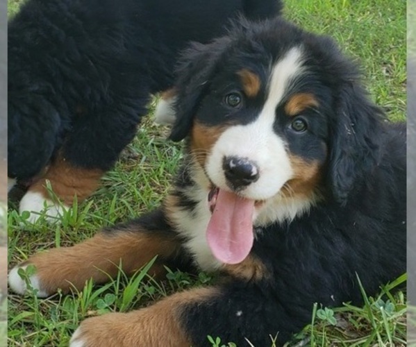 Medium Photo #1  Breeder Profile in NORWOOD, MO, USA