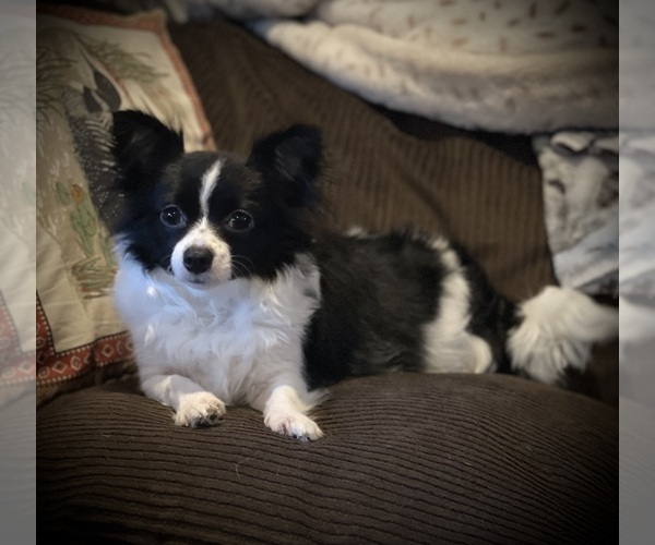 Medium Photo #1  Breeder Profile in NEW BEDFORD, MA, USA