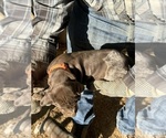 Small #1 Breeder Profile image