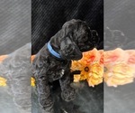 Small #10 Breeder Profile image