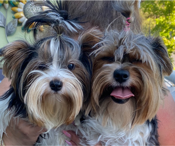 Medium Photo #31  Breeder Profile in CONCORD, CA, USA