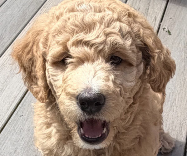 Medium Photo #10  Breeder Profile in CORVALLIS, OR, USA