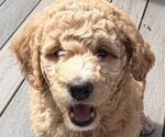 Small #9 Breeder Profile image