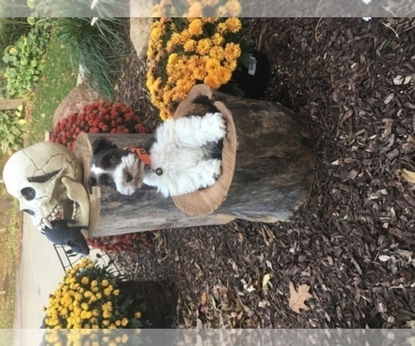 Medium Photo #1  Breeder Profile in CEDAR VALLEY, IA, USA