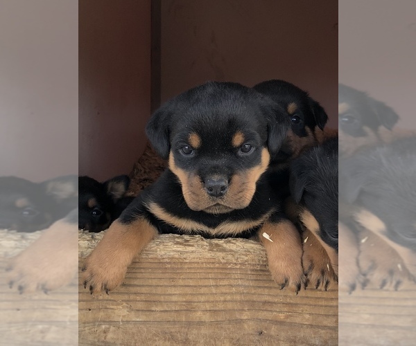 Medium Photo #36  Breeder Profile in VONORE, TN, USA