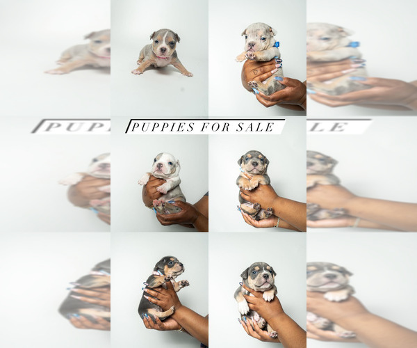 Medium Photo #1  Breeder Profile in DARBY, PA, USA