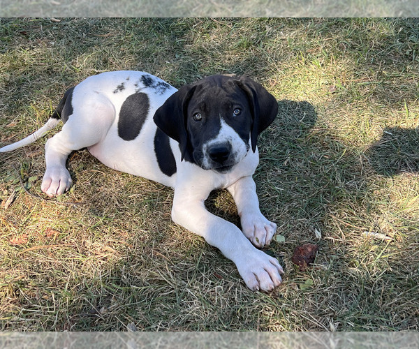 Medium Photo #30  Breeder Profile in ORR, MN, USA