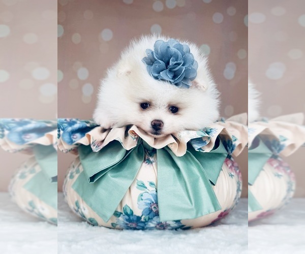 Medium Photo #23  Breeder Profile in BLANCHARD, OK, USA